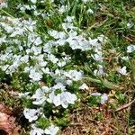 Veronica repens Flors