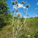 Echinops sphaerocephalusFlor