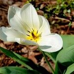 Tulipa fosteriana Flor