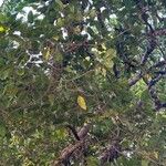 Ficus sur Hoja