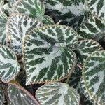 Begonia imperialis Leaf