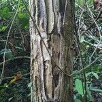 Himatanthus articulatus 树皮