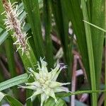 Carex grayi ফুল