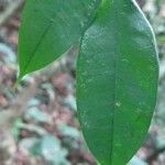 Dialium bipindense Blatt