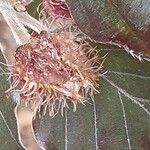 Fagus sylvatica Fruit