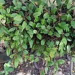Microgramma vacciniifolia Leht
