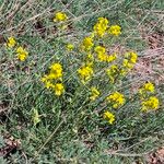 Erysimum rhaeticum Flower