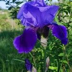 Iris aphylla Flower