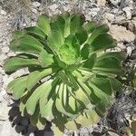 Aeonium appendiculatum برگ