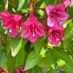 Weigela hortensis Flower