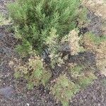 Juniperus sabinaLeht