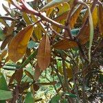 Rhododendron fulvum Hoja