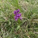 Anacamptis morio Hàbitat