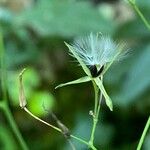 Lactuca muralis Mbuma