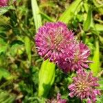 Trifolium alpestre Квітка