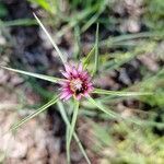 Tragopogon angustifolius 花