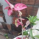 Acalypha wilkesiana पत्ता