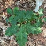 Quercus macrocarpa Blad