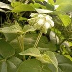 Solanum abutiloides Blüte