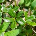 Berberis darwinii List