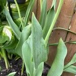 Tulipa spp. List