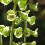 Teucrium scorodonia 果實