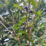 Gonzalagunia hirsuta Fruit