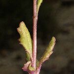 Senecio californicus Rinde