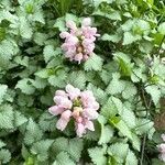 Lamium maculatumFlower