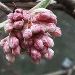 Viburnum × bodnantense Žiedas