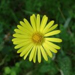 Doronicum pardalianches Цвят