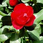 Rosa cinnamomea Flower