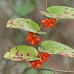 Smilax pumila 果實