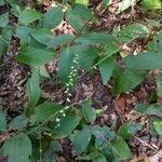 Persicaria virginianaপাতা