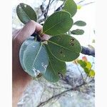 Sideroxylon borbonicum Yaprak