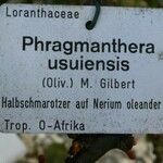 Phragmanthera usuiensis अन्य