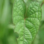 Ipomoea setifera Ліст