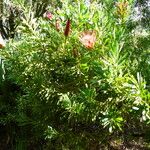 Protea repens ᱵᱟᱦᱟ