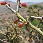 Commiphora schimperi Froito