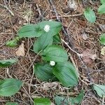 Maianthemum canadense Feuille