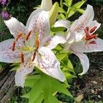 Lilium bulbiferumFlor