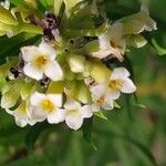 Daphne gnidium Flower