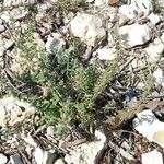 Teucrium scordium Libunga