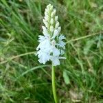 Orchis mascula x Orchis militaris