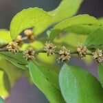 Drypetes gerrardii Flower