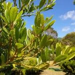 Myrica faya Folha