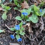 Omphalodes verna Habitat