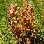 Orobanche lutea Kvet