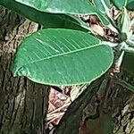 Rhododendron auriculatum Hoja