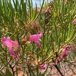 Eremophila oppositifolia Fleur